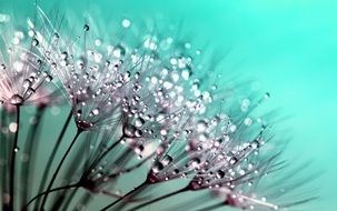 dandelion seeds with water drops closeup