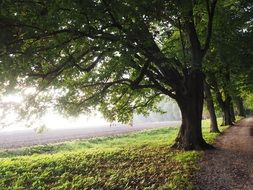 Path at the edge of the forest against the background of the field