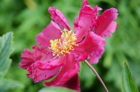 uncommon red garden flower