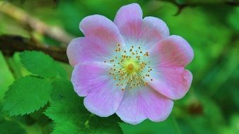wild rose on a background of green leaves
