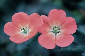 two natural pink daisies in the garden