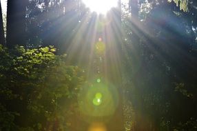 morgenstimmung forest