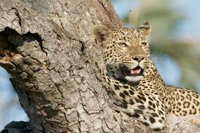 leopard on a background of tree