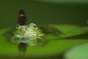 butterfly on frog's head