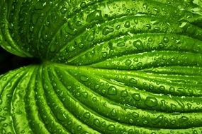 wet green leaf veins close-up