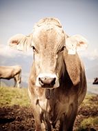 tyrol cows graze portrait