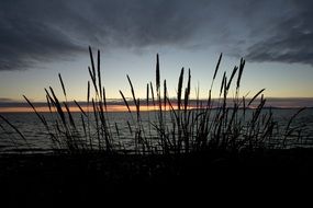 silhouette of grass near the lake at dusk