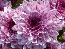 uncommon blossom