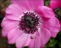 pink poppy with black stamens