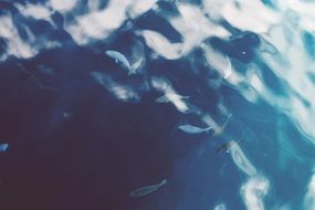 fish in the underwater ocean