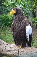 wonderful eagle nature