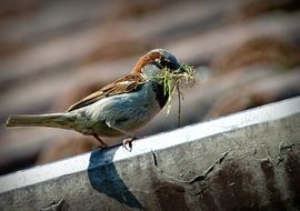 closeup picture of the sparrow bird