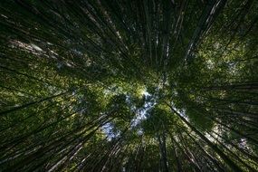 Bottom view of the beautiful, green trees in the forest at blue sky background