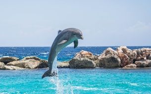 jumping dolphin in the sea