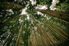 tree trunks from underneath perspective