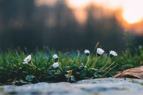 white miniature flowers on a blurred background