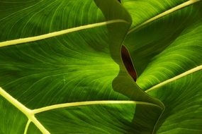 closeup of green tropical leaves