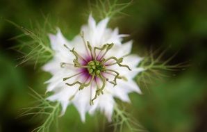 flower in spring macro