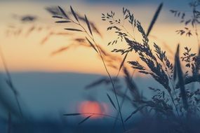 Meadow grass on sunset background