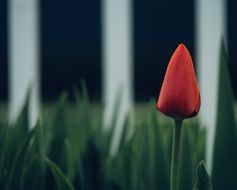 tulip on the background of the fence