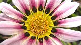 Gazania is a kind of aster