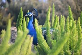 blue peacock in green fluffy grass