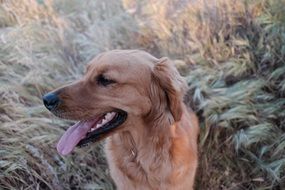 Dog on the field