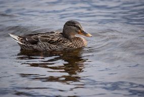 female mallard duck on water
