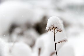 plant in snow