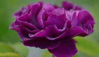 dark purple rose close-up