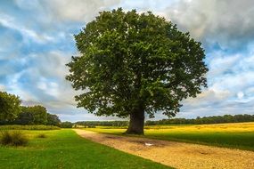 delightful tree park