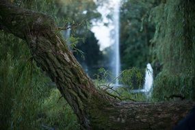 tree trunk among thick green forest