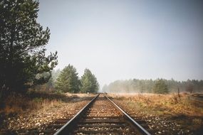 railway tracks near forest