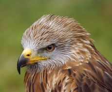 bird of prey buzzard