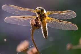 yellow dragonfly with transparent wings close-up on a blurred background