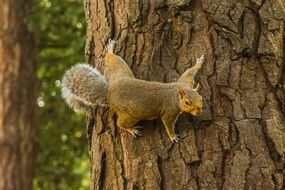 squirrel on a tree in the forest