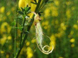 Cytisus scoparius plants with yellow flowers