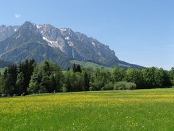 spring meadow near the mountains