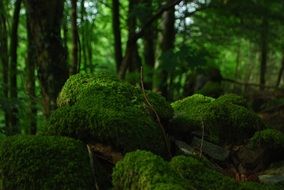 wonderful green moss