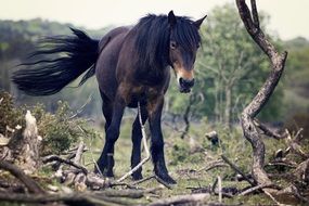 black horse with a long mane in nature