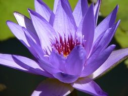 beautiful purple water lily in the pond