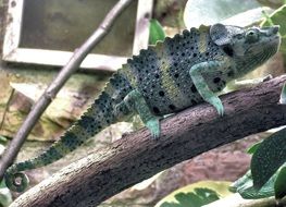 green chameleon on a thick branch