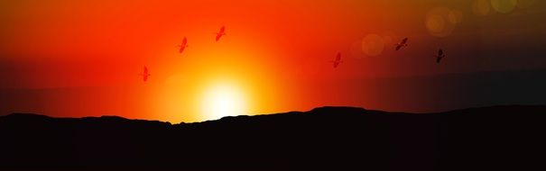 birds against a red sunset
