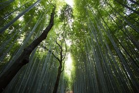 wonderful trees forest