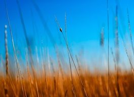 field of wheat against the blue sky in a blurred background