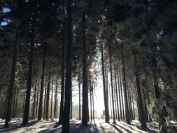 Wintry and snowy forest