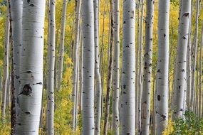 Birch trees in the beautiful forest