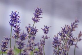 flower garden lavender