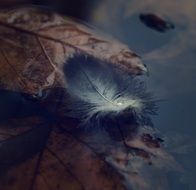 leaves and bird feather on the water