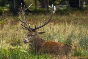 Forest deer in Richmond Park